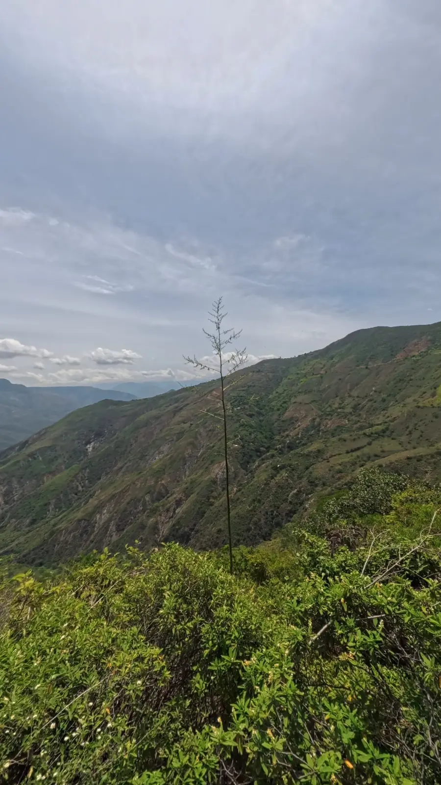 El tallo floral se levanta muy por encima del monte circundante y se vuelve visible desde grandes distancias. Los cultivadores lo leen como un reloj: marca qué plantas están cerrando su ciclo productivo.