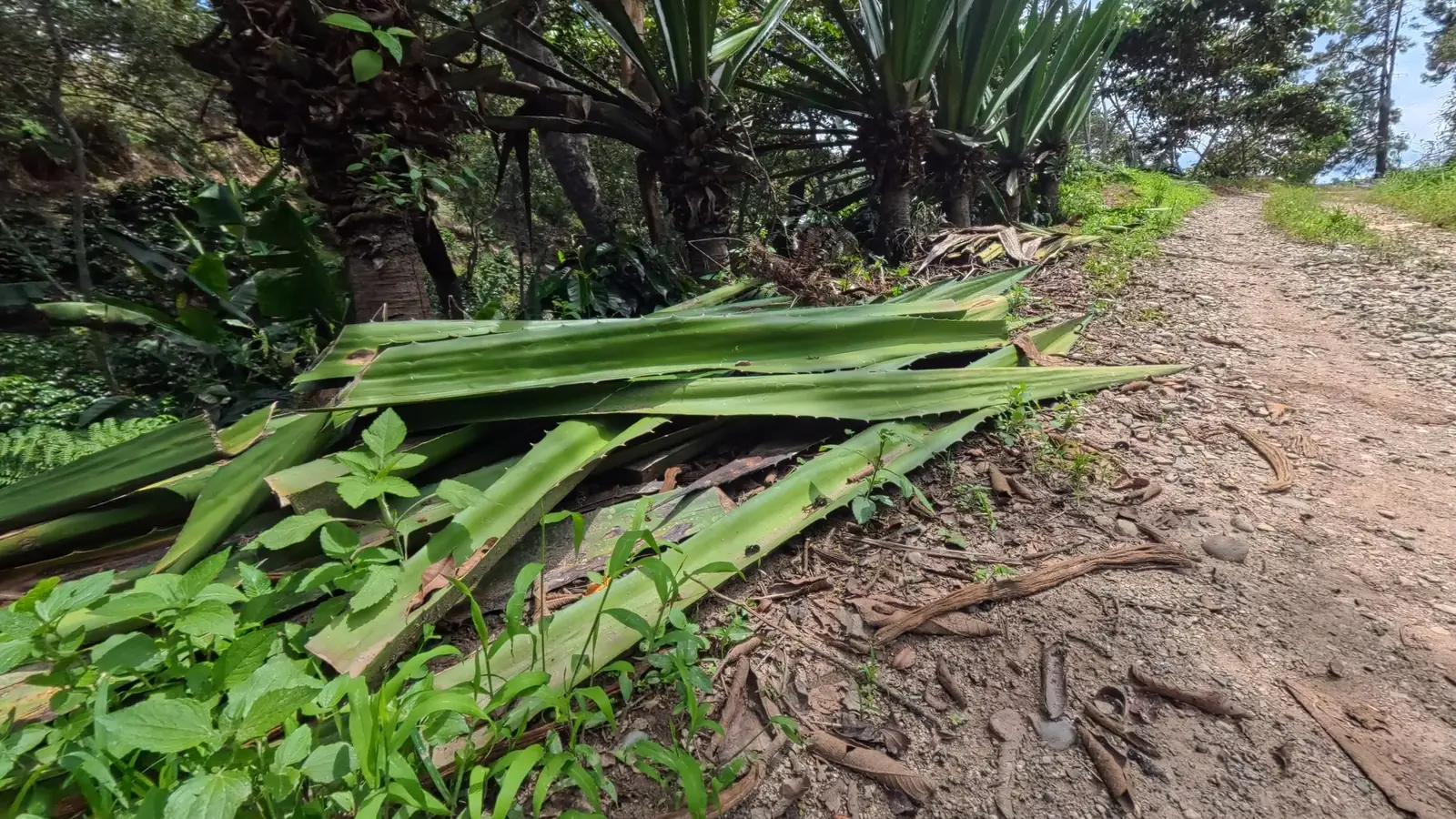 Pencas de fique recién cortadas al borde del camino