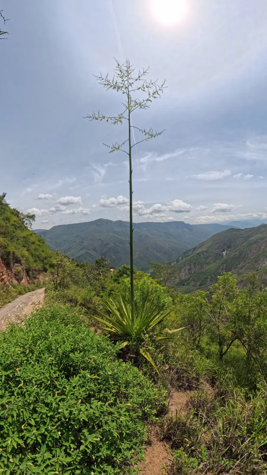 Planta de fique con su mástil de maguey, en el campo de Aratoca