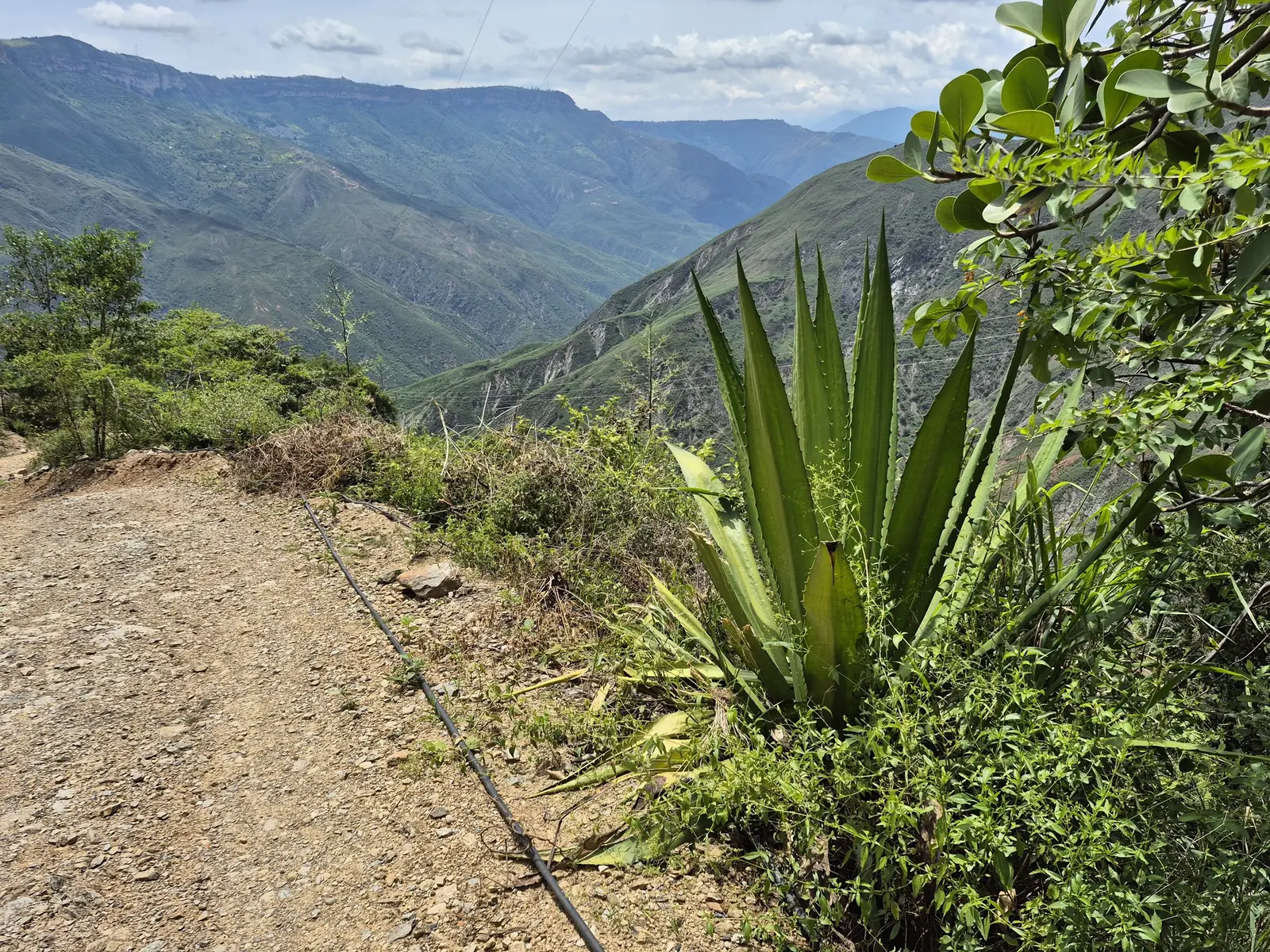 El fique crece en los bordes de camino y en las laderas de mayor pendiente, ocupando terrenos que difícilmente admitirían otro cultivo. Su presencia marca el límite entre lo sembrado y el monte.