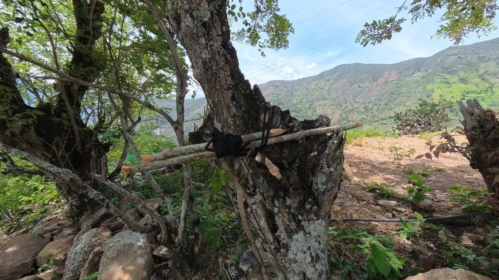 Una vara amarrada al tronco de un árbol basta para montar el puesto de trabajo. El artesano fija la penca contra la vara y la arrastra hasta desprender la pulpa. Toda la tecnología del proceso cabe en un nudo bien hecho.